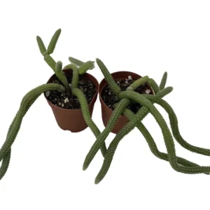 Peanut Cactus - Orange Flowering - 2 Pack 2