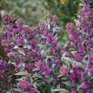 Pearl Glam Beautyberry Plant - 4" Pot - Dark Purple Foliage - Callicarpa