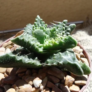 Pebbled Tiger Jaws Succulents - Faucaria Tuberculosa - 2" Pot - Unique Texture