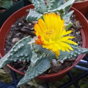 Pebbled Tiger Jaws Succulents - Faucaria Tuberculosa - 2