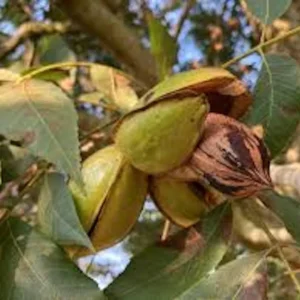Pecan Tree - 12 to 24in Tall Carya Illinoinensis Hardy Pecan Bare Root
