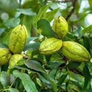 Pecan Tree - 12 to 24in Tall Carya Illinoinensis Hardy Pecan Bare Root