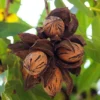 Pecan Tree 3-Pack - 12 to 24in Carya Illinoinensis Hardy Pecan Bare Root Nut Tree