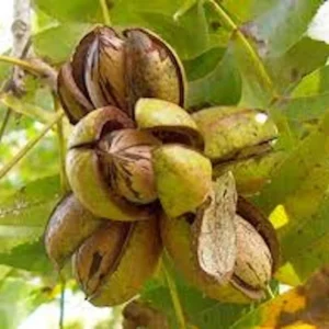Pecan Tree 3-Pack - 12 to 24in Carya Illinoinensis Hardy Pecan Bare Root Nut Tree