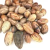 Pecan Tree Seeds - 5 Northern Hardy Native Tree Seeds Hicoria Pecan Carya Illinoinensis for Planting
