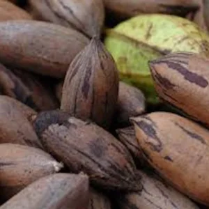 Pecan Tree Seeds - 5 Northern Hardy Native Tree Seeds Hicoria Pecan Carya Illinoinensis for Planting