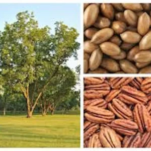 Pecan Tree Seeds - 5 Northern Hardy Native Tree Seeds Hicoria Pecan Carya Illinoinensis for Planting