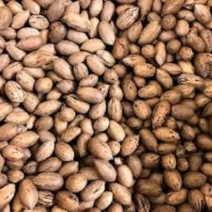 Pecan Tree Seeds - 5 Northern Hardy Native Tree Seeds Hicoria Pecan Carya Illinoinensis for Planting