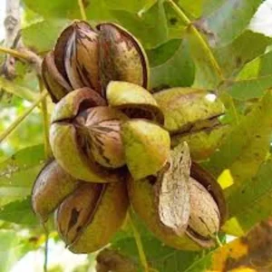 Pecan Tree Seeds - 5 Northern Hardy Native Tree Seeds Hicoria Pecan Carya Illinoinensis for Planting