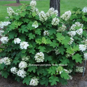Pee Wee Oakleaf Hydrangea Perennial - Dwarf White Flower in 4-inch Pot
