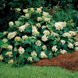 Pee Wee Oakleaf Hydrangea Perennial - Dwarf White Flower in 4-inch Pot