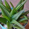 Pentagona Haworthia Succulent House Plant 2 Inch Pot - Easy Care