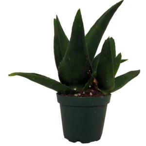 Pentagona Haworthia Succulent House Plant 2 Inch Pot - Easy Care