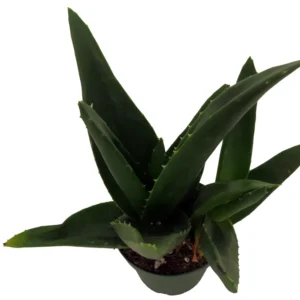 Pentagona Haworthia Succulent House Plant 2 Inch Pot - Easy Care