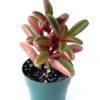 Peperomia Ruby Glow Succulent Houseplant 4 inch Pot - Graveolens