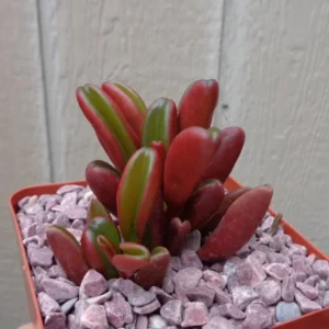 Peperomia Ruby Glow Succulent Houseplant 4 inch Pot - Graveolens