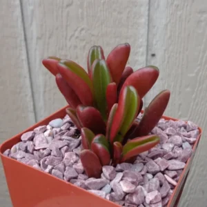 Peperomia Ruby Glow Succulent Houseplant 4 inch Pot - Graveolens