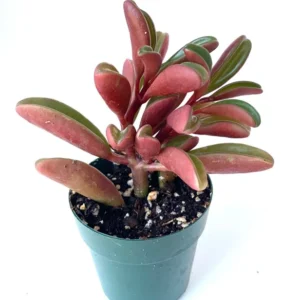 Peperomia Ruby Glow Succulent Houseplant 4 inch Pot - Graveolens