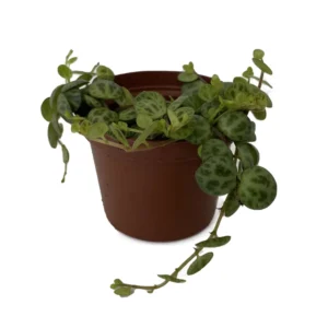 Peperomia prostrata Big Leaf Plant - 2.5 inch Pot - Collector's Houseplant