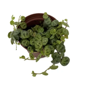 Peperomia prostrata Big Leaf Plant - 2.5 inch Pot - Collector's Houseplant