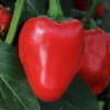 Pepper Hot Cajun Belle Plants - Mini Bell Peppers - 4-6 Inch Tall - 1 Set