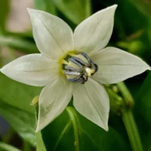 Pepper Hot Cajun Belle Plants - Mini Bell Peppers - 4-6 Inch Tall - 1 Set