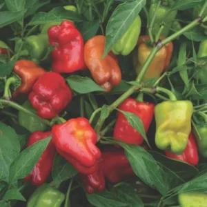 Pepper Hot Cajun Belle Plants - Mini Bell Peppers - 4-6 Inch Tall - 1 Set