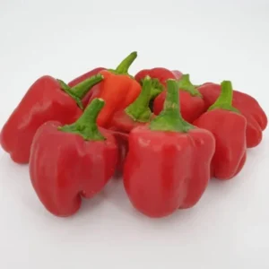 Pepper Hot Cajun Belle Plants - Mini Bell Peppers - 4-6 Inch Tall - 1 Set