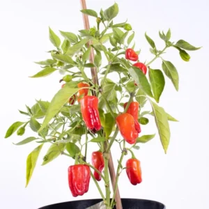 Pepper Hot Cajun Belle Plants - Mini Bell Peppers - 4-6 Inch Tall - 1 Set