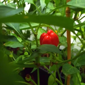 Pepper Hot Cajun Belle Plants - Mini Bell Peppers - 4-6 Inch Tall - 1 Set