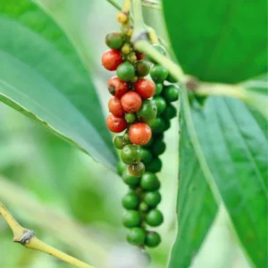 Pepper Plant Tree, Piper Nigrum Black Pepper Plant - 3 Gallon Live Pepper Plant