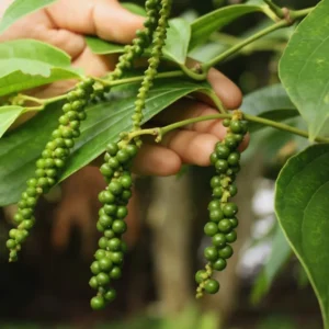 Pepper Plant Tree, Piper Nigrum Black Pepper Plant - 3 Gallon Live Pepper Plant