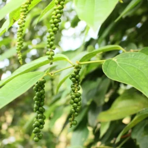 Pepper Plant Tree, Piper Nigrum Black Pepper Plant - 3 Gallon Live Pepper Plant