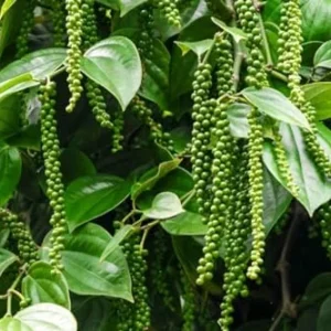 Pepper Plant Tree, Piper Nigrum Black Pepper Plant - 3 Gallon Live Pepper Plant