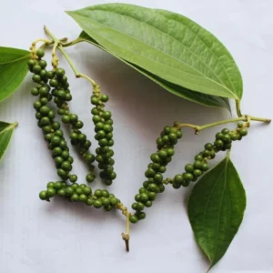 Pepper Plant Tree, Piper Nigrum Black Pepper Plant - 3 Gallon Live Pepper Plant