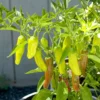 Pepperoncini Pepper Plant - Great for Pickling - 2.5 inch Pot - Sweet and Mild