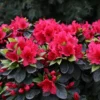 Perfecto Mundo Red Reblooming Azalea Plant - 4 Inch Pot - Vibrant Red Flowers