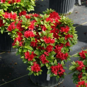 Perfecto Mundo Red Reblooming Azalea Plant - 4 Inch Pot - Vibrant Red Flowers