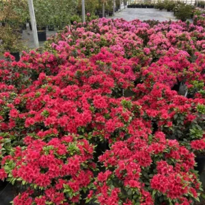 Perfecto Mundo Red Reblooming Azalea Plant - 4 Inch Pot - Vibrant Red Flowers