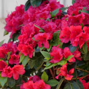 Perfecto Mundo Red Reblooming Azalea Plant - 4 Inch Pot - Vibrant Red Flowers