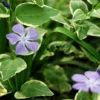Periwinkle Blush Asian Violet House Plant 2.5 Inch Pot Indoor
