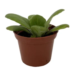 Periwinkle Blush Asian Violet House Plant 2.5 Inch Pot Indoor