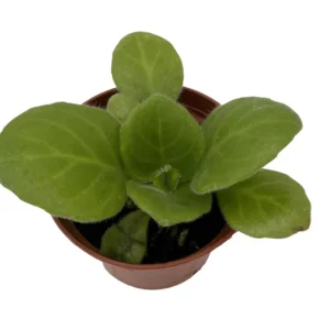 Periwinkle Blush Asian Violet House Plant 2.5 Inch Pot Indoor