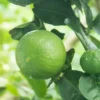 Persian Lime Tree - 3-4 Ft Tall Potted Live Plant for Growing Outdoor