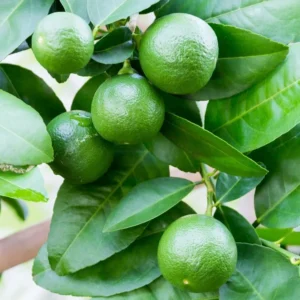 Persian Lime Tree - 3-4 Ft Tall Potted Live Plant for Growing Outdoor