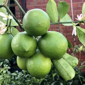 Persian Lime Tree - 3-4 Ft Tall Potted Live Plant for Growing Outdoor