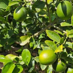 Persian Lime Tree - 3-4 Ft Tall Potted Live Plant for Growing Outdoor