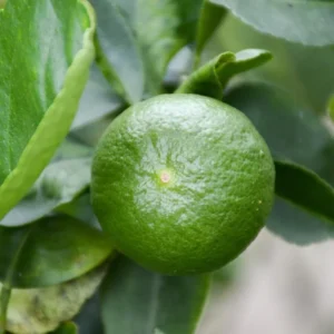 Persian Lime Tree - 3-4 Ft Tall Potted Live Plant for Growing Outdoor