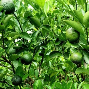 Persian Lime Tree - 3-4 Ft Tall Potted Live Plant for Growing Outdoor