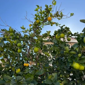 Persian Lime Tree - 3-4 Ft Tall Potted Live Plant for Growing Outdoor